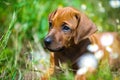 Rhodesian ridgeback puppy in a field Royalty Free Stock Photo