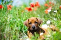 Rhodesian ridgeback puppy in a field Royalty Free Stock Photo