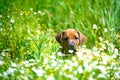 Rhodesian ridgeback puppy in a field Royalty Free Stock Photo