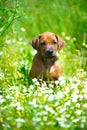 Rhodesian ridgeback puppy in a field Royalty Free Stock Photo