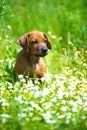 Rhodesian ridgeback puppy in a field Royalty Free Stock Photo