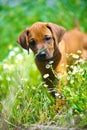 Rhodesian ridgeback puppy in a field Royalty Free Stock Photo