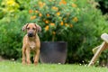 Rhodesian ridgeback puppy Royalty Free Stock Photo