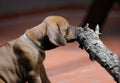 Rhodesian Ridgeback puppy gnawing at a little stem in front of brown blurry background Royalty Free Stock Photo