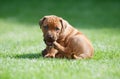Rhodesian Ridgeback puppy in grass Royalty Free Stock Photo
