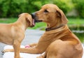 Rhodesian Ridgeback puppy groomed by mother Royalty Free Stock Photo