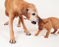 Rhodesian Ridgeback puppy with its grandma Royalty Free Stock Photo