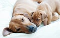 Rhodesian Ridgeback puppy with its mom Royalty Free Stock Photo