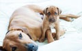 Rhodesian Ridgeback puppy with its mom Royalty Free Stock Photo