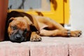 Rhodesian Ridgeback puppy lazy sleeping