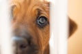 Rhodesian Ridgeback puppy looking sad Royalty Free Stock Photo