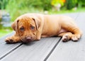 Rhodesian Ridgeback puppy lying