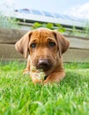 Rhodesian Ridgeback puppy lying in grass Royalty Free Stock Photo