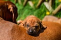 Rhodesian Ridgeback puppy lying on its mother Royalty Free Stock Photo