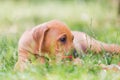 Rhodesian Ridgeback puppy lying in the meadow Royalty Free Stock Photo