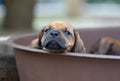 Rhodesian Ridgeback puppy lying outside in the yard