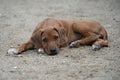 Rhodesian Ridgeback puppy lying outside in the yard Royalty Free Stock Photo