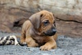 Rhodesian Ridgeback puppy lying outside in the yard in front of blur nature background Royalty Free Stock Photo