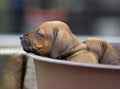 Rhodesian Ridgeback puppy napping and looking amazing cute