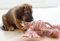 Rhodesian Ridgeback puppy playing Royalty Free Stock Photo