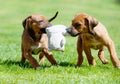 Rhodesian Ridgeback puppy playing with a toy Royalty Free Stock Photo