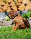 Rhodesian Ridgeback puppy playing with ball Royalty Free Stock Photo