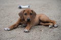 Rhodesian Ridgeback puppy playing outside in the yard Royalty Free Stock Photo