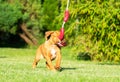 Rhodesian Ridgeback puppy playing with toy Royalty Free Stock Photo