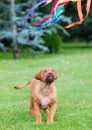 Rhodesian Ridgeback puppy playing with toy Royalty Free Stock Photo