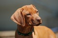 Cute Rhodesian liver puppy portrait
