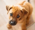 Rhodesian Ridgeback puppy sad Royalty Free Stock Photo