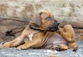 Rhodesian Ridgeback puppy scratching its face and looking amazing cute Royalty Free Stock Photo