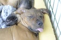 Rhodesian Ridgeback puppy sleeping Royalty Free Stock Photo