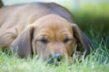 Rhodesian Ridgeback puppy in sleeping position