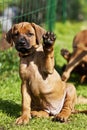 Rhodesian Ridgeback Puppy waving Royalty Free Stock Photo