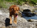 Rhodesian ridgeback at river Walchen