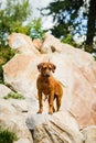 Rhodesian Ridgeback on rock at beautiful landscape Royalty Free Stock Photo