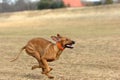 Rhodesian ridgeback running Royalty Free Stock Photo