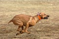 Rhodesian ridgeback running Royalty Free Stock Photo