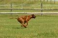Rhodesian ridgeback running Royalty Free Stock Photo