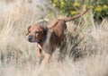A Rhodesian Ridgeback running in the field happily with his talk high up