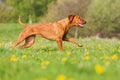 Rhodesian ridgeback running on the meadow Royalty Free Stock Photo