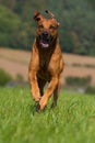 Rhodesian Ridgeback running in a summer meadow Royalty Free Stock Photo