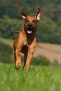 Rhodesian Ridgeback running in a summer meadow Royalty Free Stock Photo