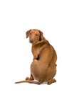 A Rhodesian Ridgeback from behind isolated in white showing his ridge