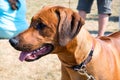 Rhodesian ridgeback