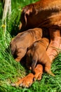 Rhodesian Ridgeback sleeping with her puppies on grass Royalty Free Stock Photo