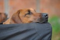 Rhodesian Ridgeback snoozing