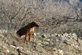 Rhodesian ridgeback