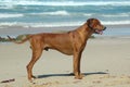 Rhodesian Ridgeback standing Royalty Free Stock Photo